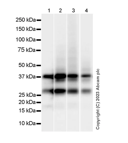 Western blot - Anti-Connexin 43 / GJA1 antibody [RM1071] - Intercellular Junction Marker (AB314908)