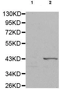 Western blot - Anti-Connexin 43 / GJA1 (phospho S368) antibody (AB194928)