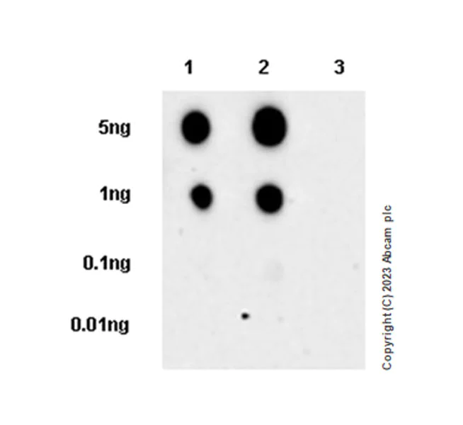 Dot Blot - Anti-Connexin 43 / GJA1 (phospho Y265) antibody [EPR26416-134] (AB312836)