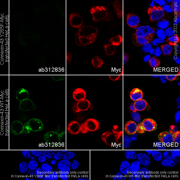 Immunocytochemistry/ Immunofluorescence - Anti-Connexin 43 / GJA1 (phospho Y265) antibody [EPR26416-134] (AB312836), expandable thumbnail
