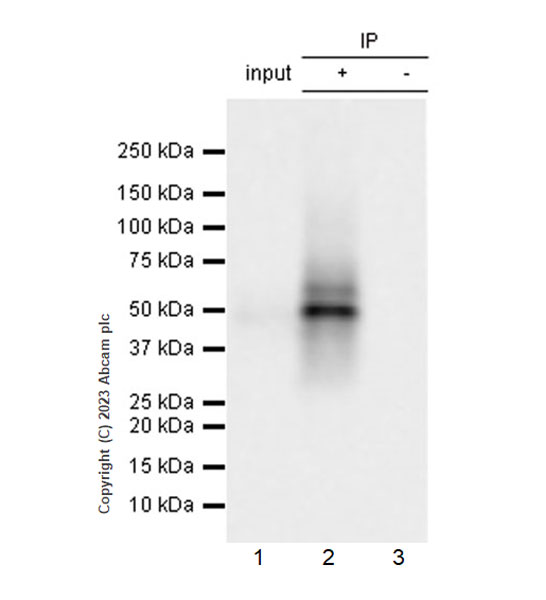 Immunoprecipitation - Anti-Connexin 43 / GJA1 (phospho Y265) antibody [EPR26416-134] (ab312836), expandable thumbnail