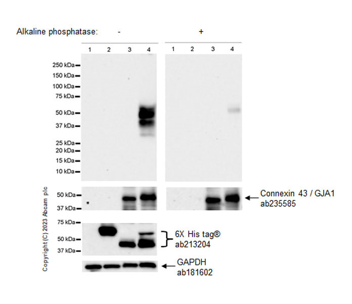Western blot - Anti-Connexin 43 / GJA1 (phospho Y265) antibody [EPR26416-134] (ab312836), expandable thumbnail