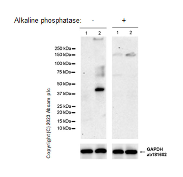 Western blot - Anti-Connexin 43 / GJA1 (phospho Y265) antibody [EPR26416-134] (AB312836), expandable thumbnail