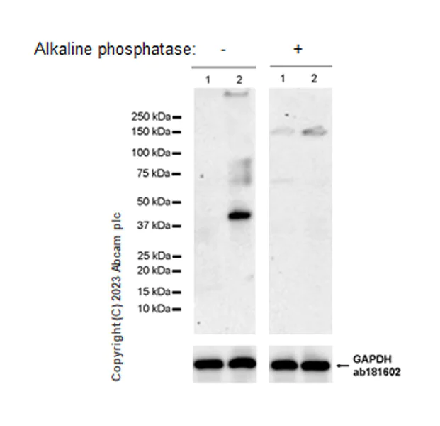 Western blot - Anti-Connexin 43 / GJA1 (phospho Y265) antibody [EPR26416-134] (AB312836)