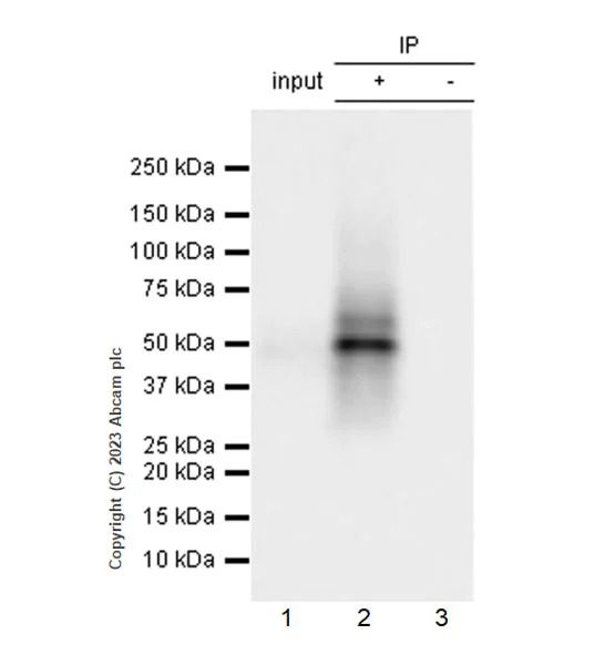Immunoprecipitation - Anti-Connexin 43 / GJA1 (phospho Y265) antibody [EPR26416-134] - BSA and Azide free (AB312837)