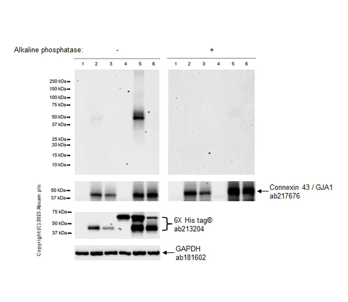 Western blot - Anti-Connexin 43 / GJA1 (phospho Y265) antibody [EPR26416-134] - BSA and Azide free (AB312837)