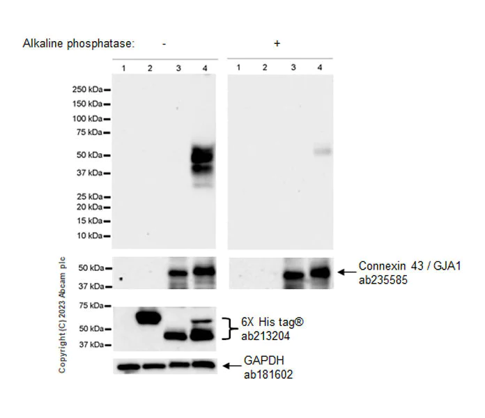 Western blot - Anti-Connexin 43 / GJA1 (phospho Y265) antibody [EPR26416-134] - BSA and Azide free (AB312837)