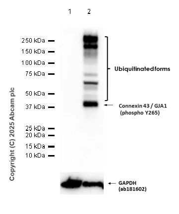 Western blot - Anti-Connexin 43 / GJA1 (phospho Y265) antibody [EPR26416-134] - BSA and Azide free (AB312837)