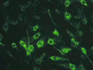 Immunocytochemistry - Anti-Connexin 45/GJA7/Cx45 antibody [5B9.2] (AB78408)
