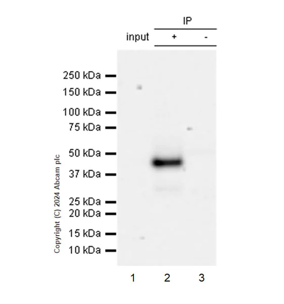 Immunoprecipitation - Anti-Connexin 45/GJA7/Cx45 antibody [EPR26705-152] - BSA and Azide free (AB316743)