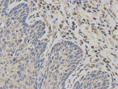 Immunohistochemistry (Formalin/PFA-fixed paraffin-embedded sections) - Anti-Constitutive androstane receptor antibody (AB186869)