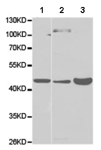Western blot - Anti-Constitutive androstane receptor antibody (AB186869)