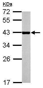 Western blot - Anti-Constitutive androstane receptor antibody (AB228767)