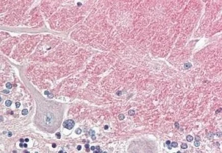 Immunohistochemistry (Formalin/PFA-fixed paraffin-embedded sections) - Anti-Contactin 1 antibody (AB191285)