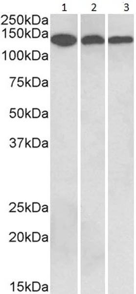Western blot - Anti-Contactin 1 antibody (AB191285)