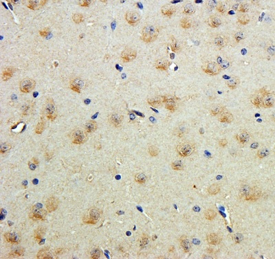 Immunohistochemistry (Formalin/PFA-fixed paraffin-embedded sections) - Anti-Contactin 1 antibody (AB223217)