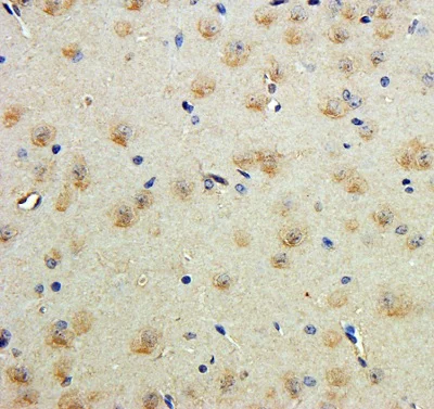 Immunohistochemistry (Formalin/PFA-fixed paraffin-embedded sections) - Anti-Contactin 1 antibody (AB223217)