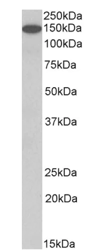 Western blot - Anti-Contactin 1 antibody (AB223217)