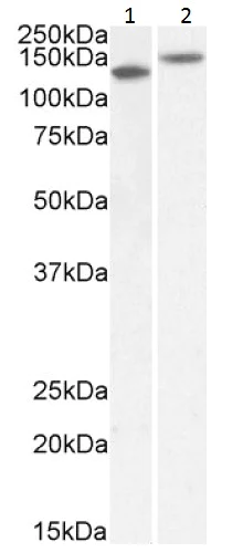 Western blot - Anti-Contactin 1 antibody (AB223217)