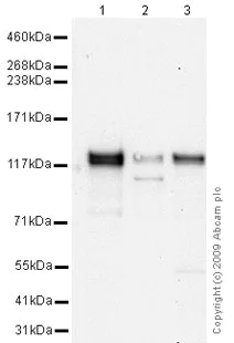 Western blot - Anti-Contactin 1 antibody (AB66265)