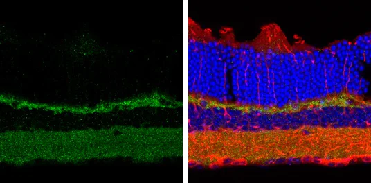 Immunohistochemistry (Frozen sections) - Anti-Contactin 1 antibody - C-terminal (AB227491)