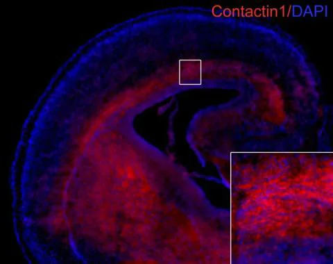 Immunohistochemistry (Frozen sections) - Anti-Contactin 1 antibody - C-terminal (AB227491)