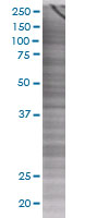 COP overexpression 293T lysate (whole cell)