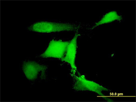 Immunocytochemistry/ Immunofluorescence - Anti-COP1 antibody [1E4] (AB56400), expandable thumbnail