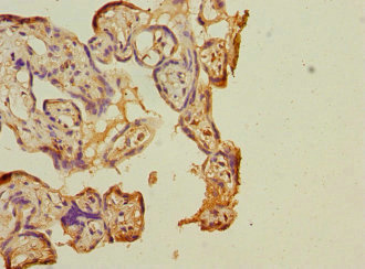 Immunohistochemistry (Formalin/PFA-fixed paraffin-embedded sections) - Anti-COPB2 antibody (AB229639)