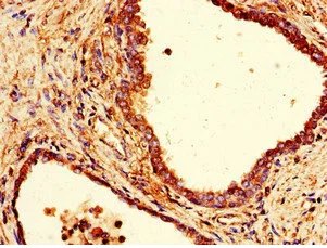 Immunohistochemistry (Formalin/PFA-fixed paraffin-embedded sections) - Anti-COPE antibody (AB235061)
