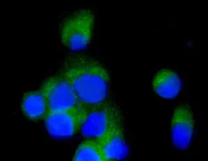 Immunocytochemistry/ Immunofluorescence - Anti-COPE antibody [EPR12579] - BSA and Azide free (AB250278)