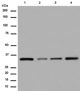 Western blot - Anti-COPE antibody [EPR12579] - BSA and Azide free (AB250278)
