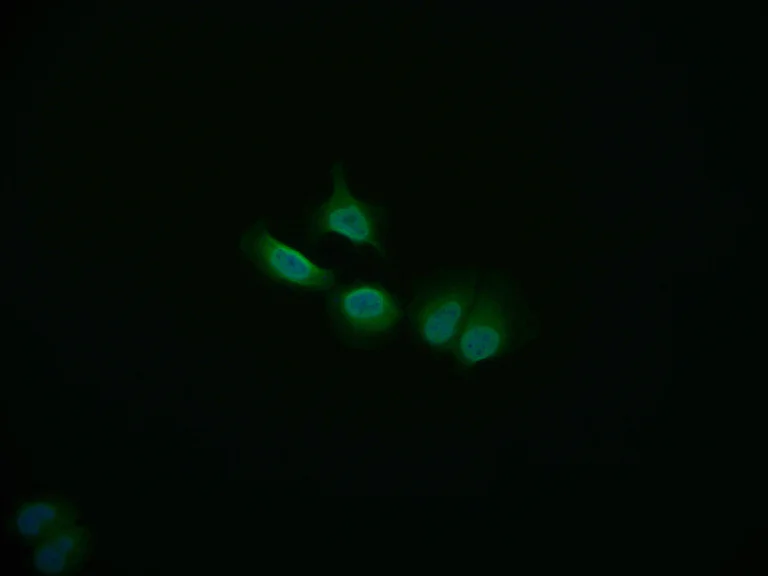 Immunocytochemistry/ Immunofluorescence - Anti-COPS3/CSN3 antibody [3F9] (AB314042)