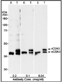 Western blot - Anti-COPS3/CSN3 antibody (AB12321)