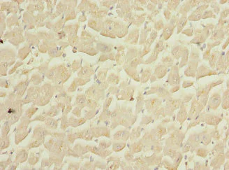 Immunohistochemistry (Formalin/PFA-fixed paraffin-embedded sections) - Anti-COPS3/CSN3 antibody (AB229807)