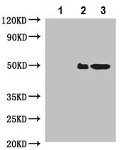 Immunoprecipitation - Anti-COPS3/CSN3 antibody (AB229807), expandable thumbnail
