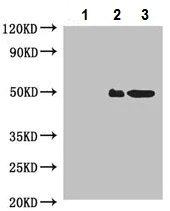 Immunoprecipitation - Anti-COPS3/CSN3 antibody (AB229807)