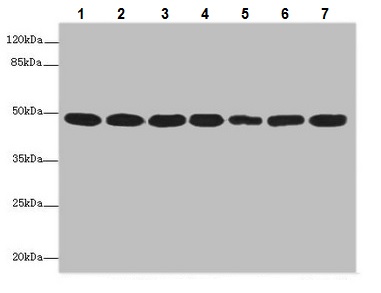 Western blot - Anti-COPS3/CSN3 antibody (AB229807), expandable thumbnail