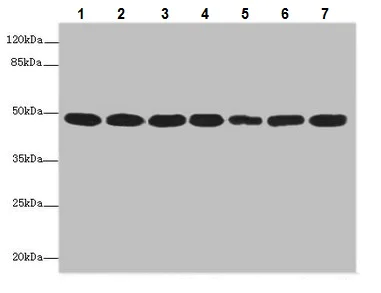 Western blot - Anti-COPS3/CSN3 antibody (AB229807)