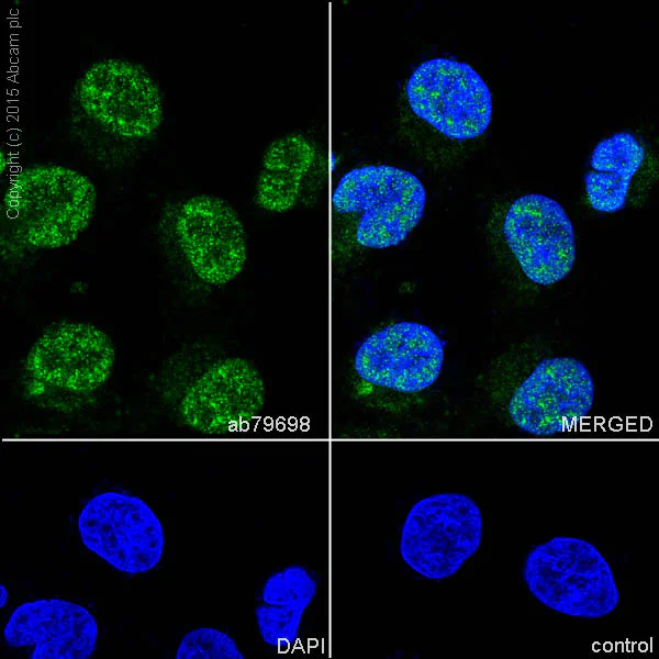 Immunocytochemistry/ Immunofluorescence - Anti-COPS3/CSN3 antibody [EPR3127] - BSA and Azide free (AB247508)