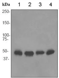 Western blot - Anti-COPS3/CSN3 antibody [EPR3127] - BSA and Azide free (AB247508)