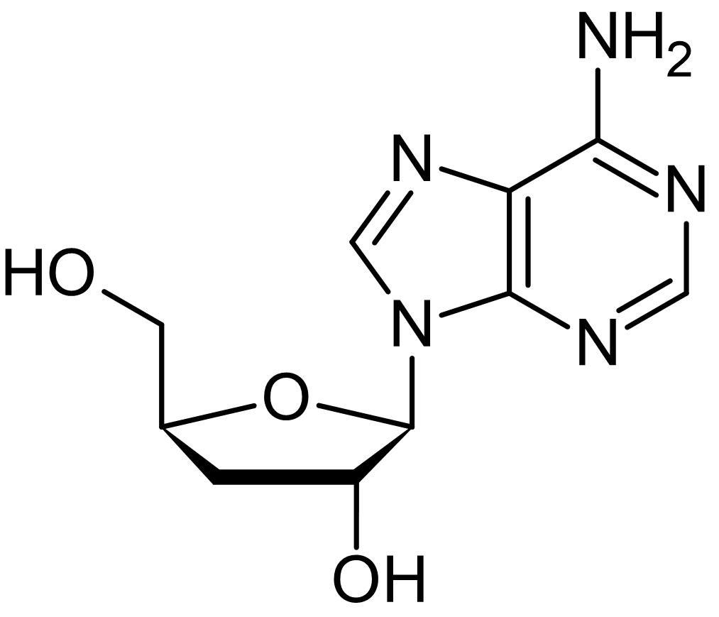 Cordycepin (3-deoxyadenosine), Nucleoside antagonist