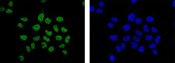 Immunocytochemistry/ Immunofluorescence - Anti-CoREST antibody [EPR13825] - BSA and Azide free (AB250687)