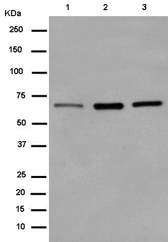 Western blot - Anti-CoREST antibody [EPR13825] - BSA and Azide free (AB250687)