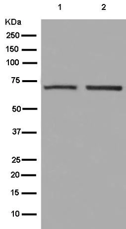 Western blot - Anti-CoREST antibody [EPR13826(B)] (AB181139)