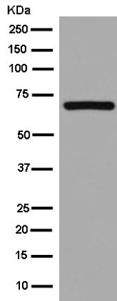 Western blot - Anti-CoREST antibody [EPR13826(B)] (AB181139), expandable thumbnail