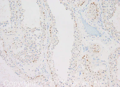 Immunohistochemistry (Formalin/PFA-fixed paraffin-embedded sections) - Anti-CoREST2 / RCOR2 antibody (AB37113)