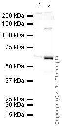 Western blot - Anti-CoREST2 / RCOR2 antibody (AB37113)