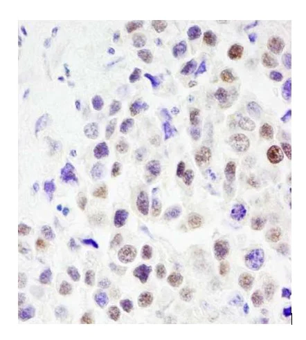 Immunohistochemistry (Formalin/PFA-fixed paraffin-embedded sections) - Anti-CoREST3 / RCOR3 antibody (AB76921)