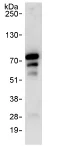 Immunoprecipitation - Anti-CoREST3 / RCOR3 antibody (AB76921)